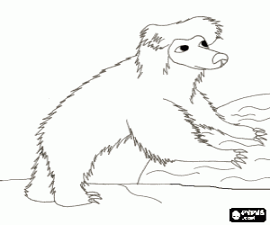 Coloriage Ours lippu ou ours paresseux marchant maladroitement sur le terrain