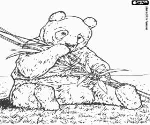 Coloriage Panda manger en bambou