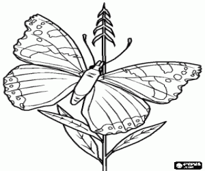 Coloriage Papillon en reposant sur une plante