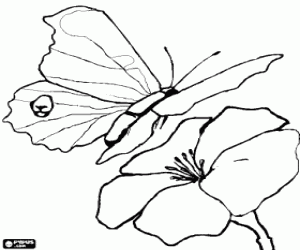 Coloriage Papillon en volant vers une fleur