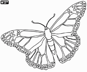 Coloriage  Papillon monarque, un papillon de grande capacit� de migration