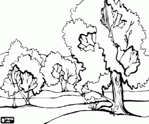 Coloriage Paysage d'une plaine avec de grands arbres