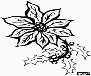 Coloriage Poinsettia avec quelques brins de houx, avec ses fruits
