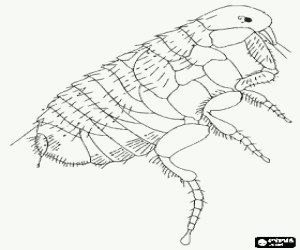 Coloriage Puce vu au microscope, parasite externe