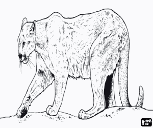 Coloriage Puma, cougar ou lion des montagne, un grand f�lin solitaire