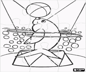 Coloriage Puzzle de phoque � faire un exercice de la piste de cirque avec des cercles en donnant des retours au corps et � la balle dans le nez