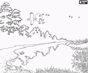 Coloriage Rivage d'une rivi�re avec de la v�g�tation et les oiseaux