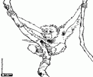 Coloriage  Singe accrocher de quelques lianes