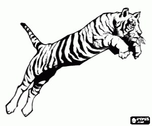 Coloriage Tigr� adulte, le f�lin plus grand de le monde, dans plein saut 
