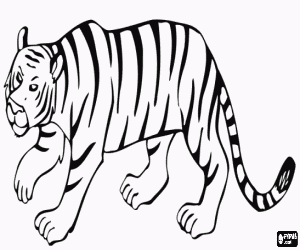 Coloriage Tigre de marche avec beaucoup de furtivit� pour capturer des proies
