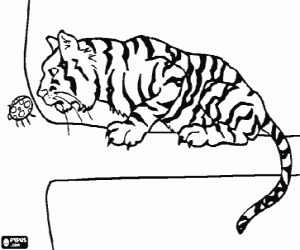 Coloriage Tigre sur une branche en observant avec attention un insecte