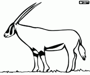 Coloriage Une gazelle de Grant � longues cornes sur la savane africaine