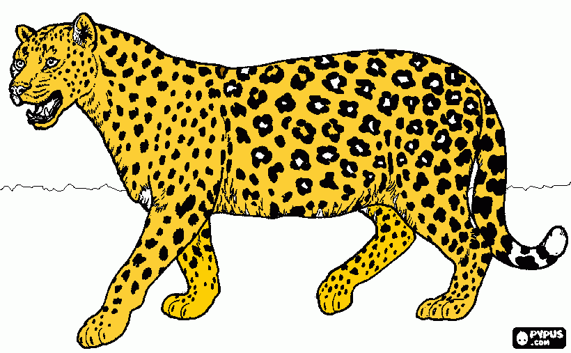 dessin c' est un jaguar 