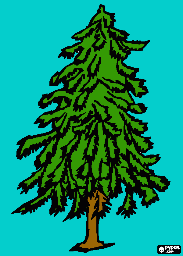 dessin cèdre