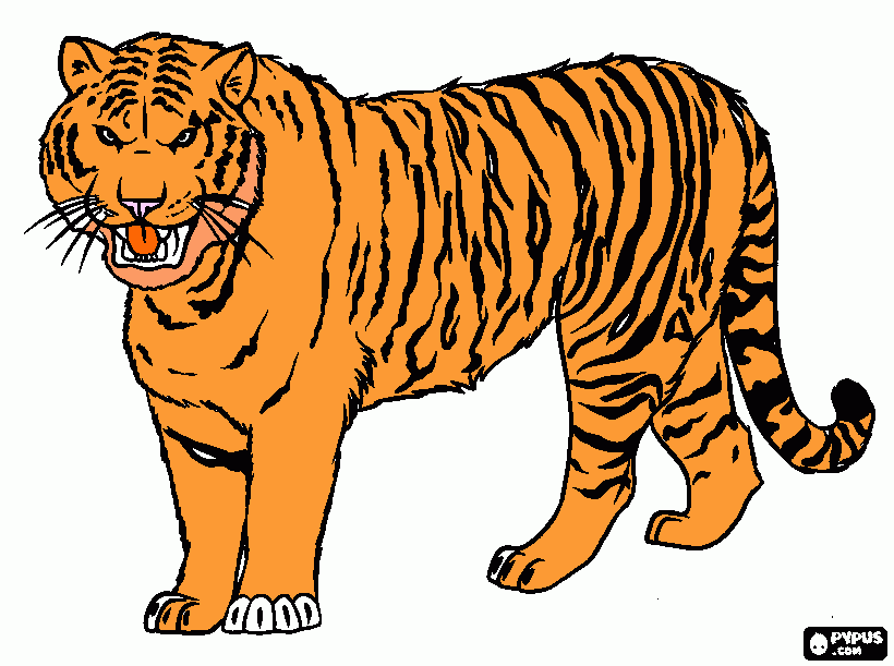dessin félin