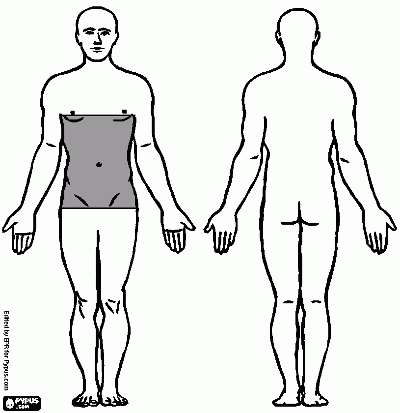 dessin gastrectomie