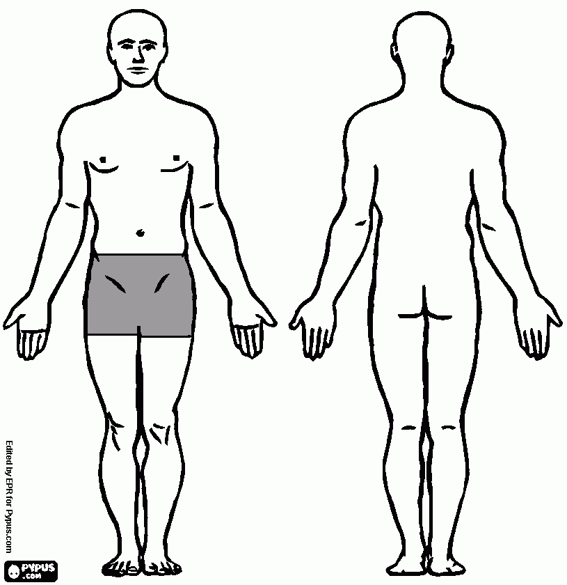 dessin hernie hemi-pubis d ou g
