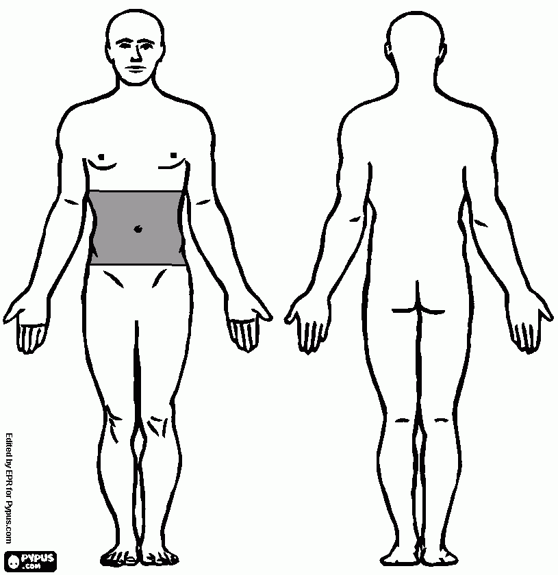 dessin hernie hou silicale, hiatal, ligne blanche sus ombilical