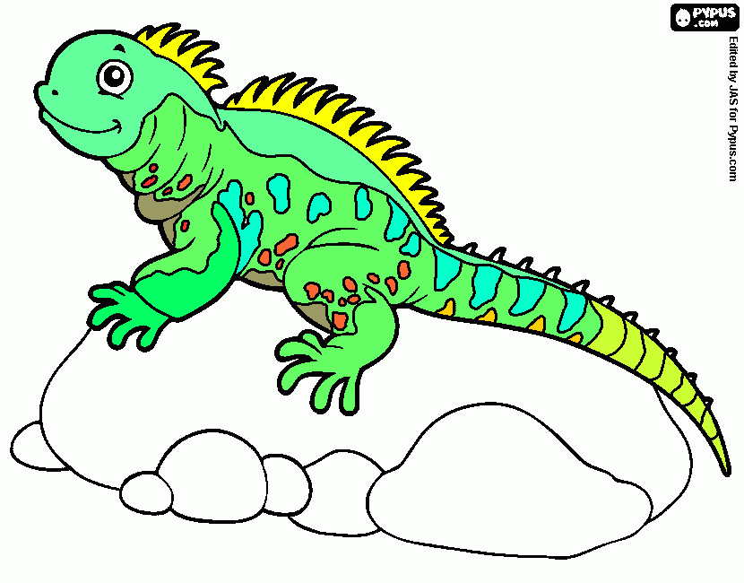 dessin iguane