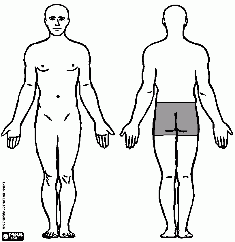 dessin kyste pilonidal