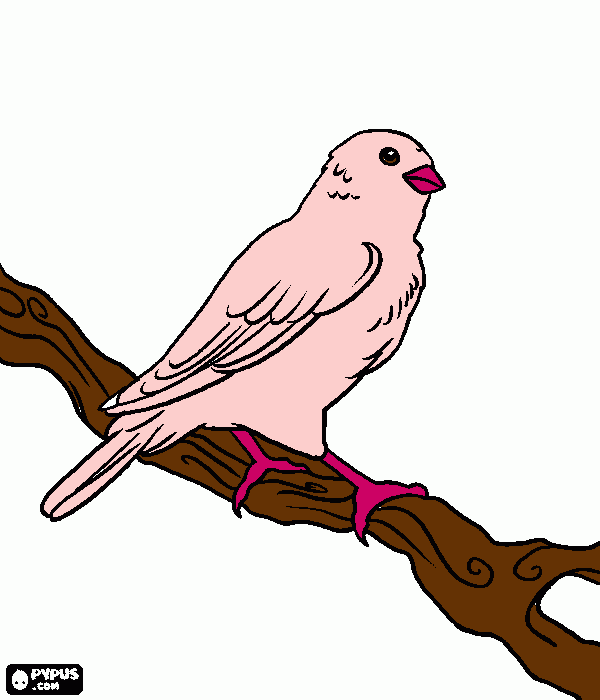 dessin libelle oiseau
