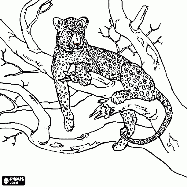 dessin Léopard des neiges