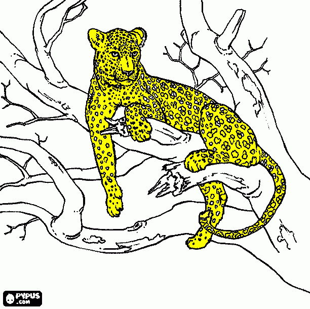 dessin Léopard