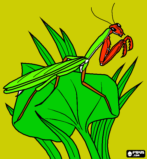 dessin mante