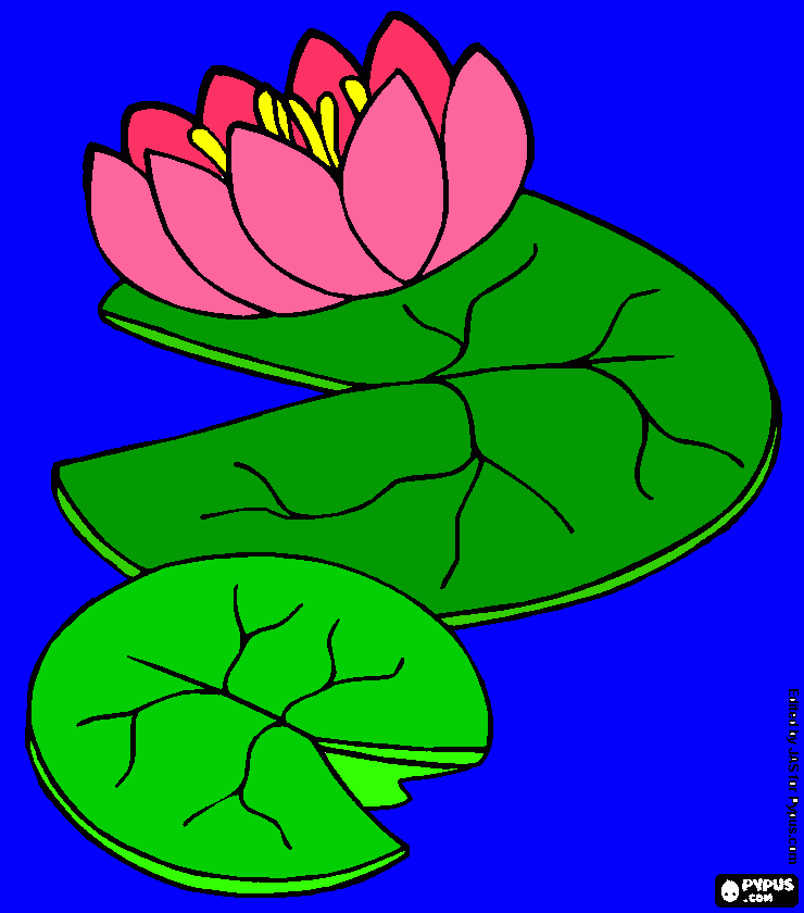 dessin nenufar