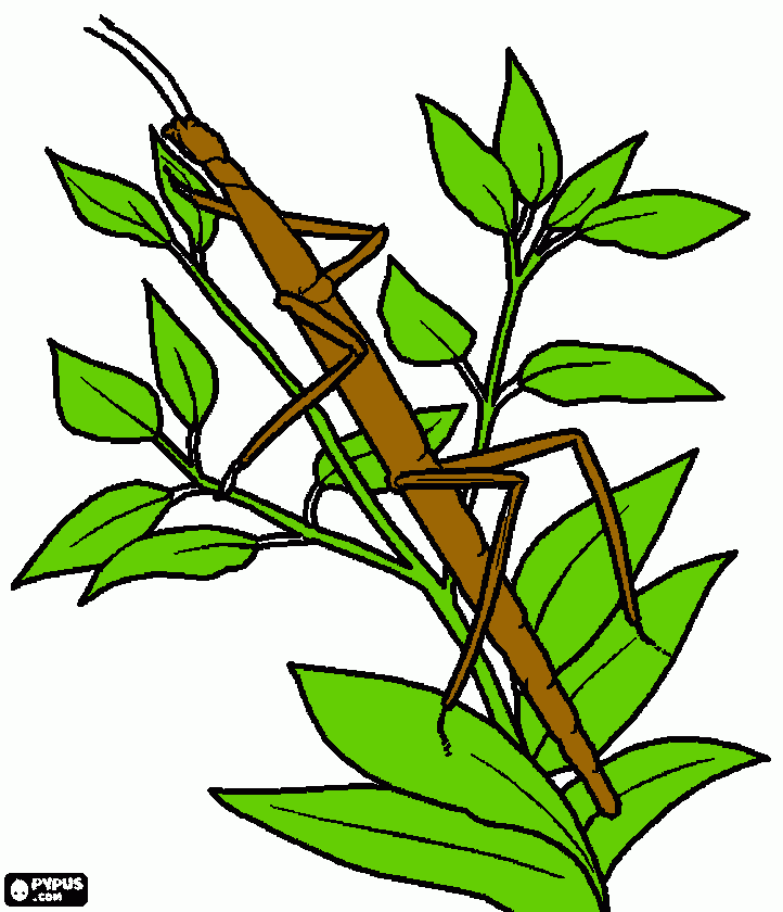 dessin phasme baton