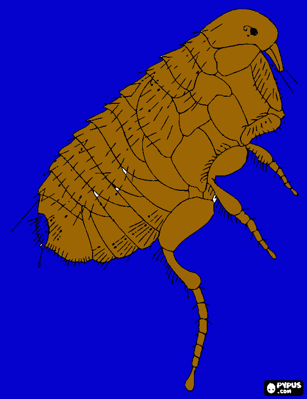 dessin puce