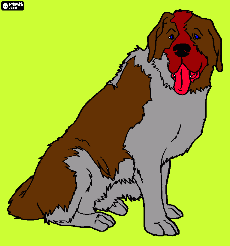 dessin Saint bernard