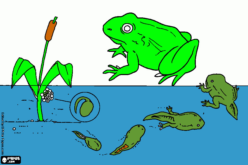 dessin tetard a grenouille