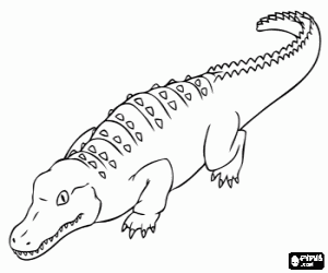Coloriage Alligator américain, un crocodile