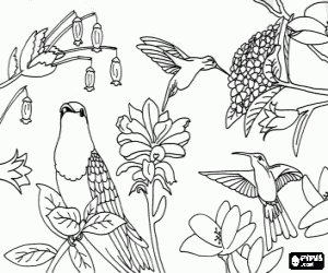 Coloriage Beaux oiseaux parmi les fleurs