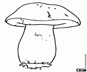 Coloriage Boletus edulis, un champignon