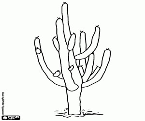 Coloriage Cactus, la plus grande plante du désert