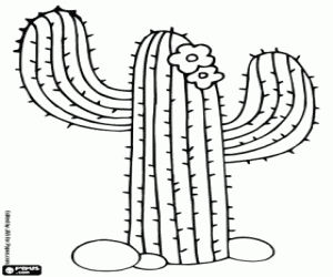 Coloriage Cactus Saguaro