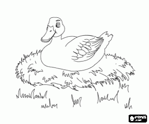 Coloriage Le canard couve les œufs