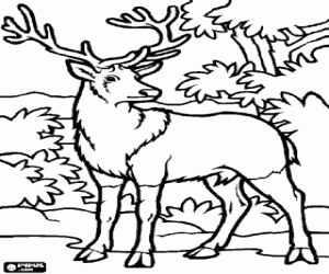Coloriage Cerf dans la forêt