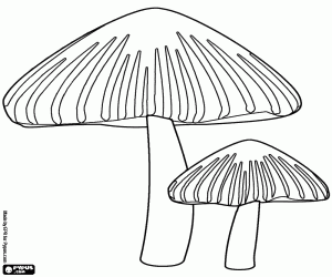 Coloriage Les champignons vénéneux en forme de cône