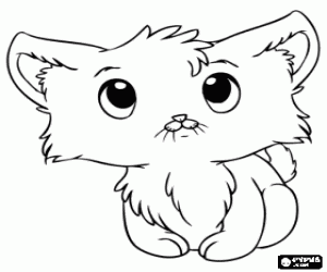 Coloriage Chat d'élevage, chaton