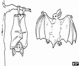 Coloriage Deux chauves-souris