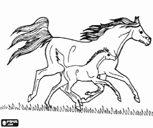 Coloriage Cheval et poulain sur la prairie