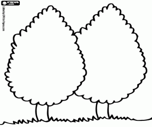 Coloriage Deux cyprès, Cupressus