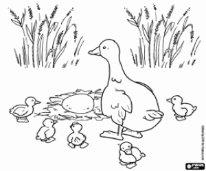 Coloriage Le dernier œuf de canard mama