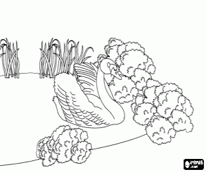 Coloriage Il est devenu un cygne