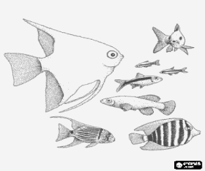 Coloriage Différentes espèces de poissons