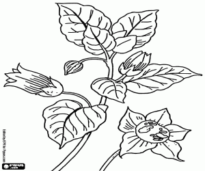 Coloriage Feuilles et boutons de fleurs d'une plante