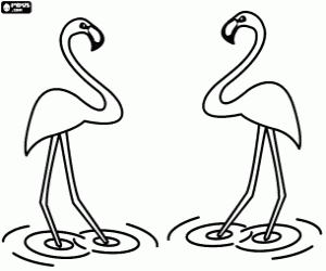 Coloriage Les flamants roses en eaux calmes